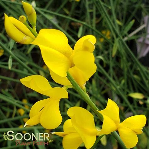 Spanish Broom | Sooner Plant Farm