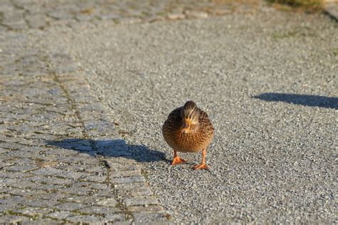 Ente Stockente Vogel Kostenloses Foto Auf Pixabay Pixabay