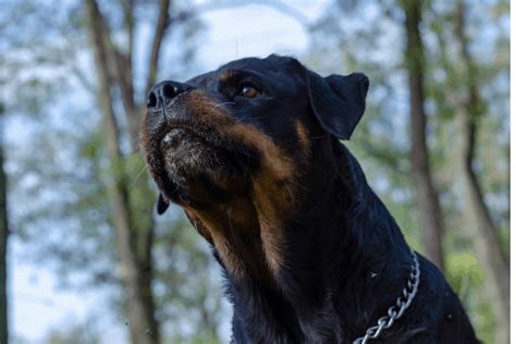 Checklist: What To Do When Rottweilers Attack - The German Shepherder