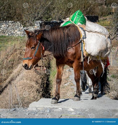 Pack Horse Bridge Wycoller. Stock Image | CartoonDealer.com #125749837