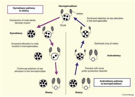 Sex Allocation Evolution To And From Dioecy Current Biology