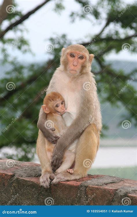 Breastfeeding Monkey stock image. Image of female, macaque - 103554051