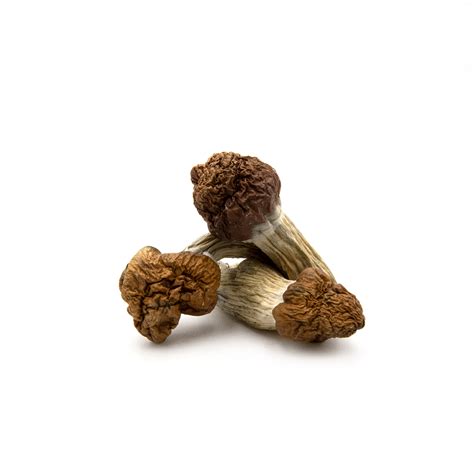 cubensis pacific shrooms usa
