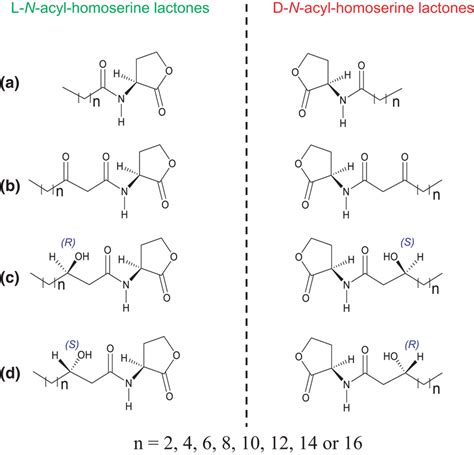 Structures Of Nacylhomoserine Lactone Ahl Enantiomers The