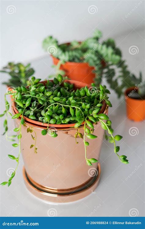 String of Pearls in the Pot, Indoor Plants, Modern Minimalist Home ...