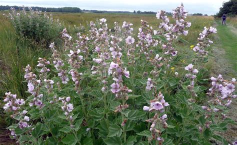 Marsh Mallow, the Sweet Edible that Inspired the Candy - Eat The Planet