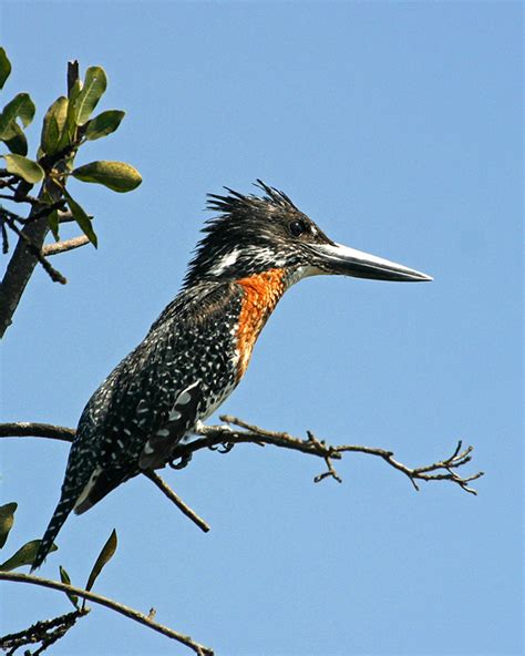 Giant Kingfisher 002 – Friends of Hwange Trust