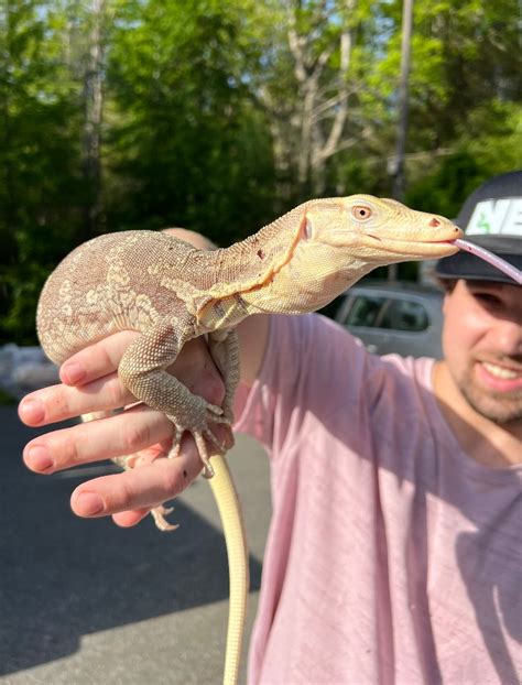 Socialized Coral Albino 29 Water Monitor By New England Reptile