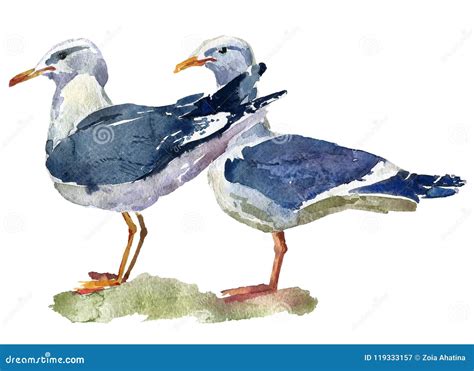 Illustration D Aquarelle De Deux Mouettes Debout Image Stock