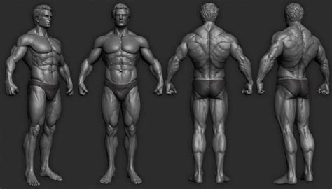 Artstation Muscle Study