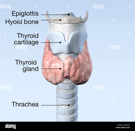 Hyoid Bone And Thyroid Cartilage