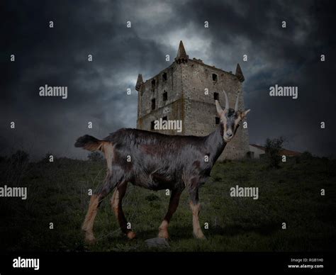 Mysterious goat in a creepy medieval background Stock Photo - Alamy