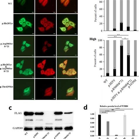 Hela Cells Were Transfected With Constructs Engineered To Express