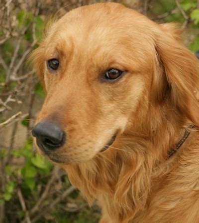 Retriever Labrador: Golden Retriever Labrador Mix