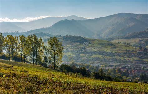 Range Of Poplar Trees By The Road On Hillside Stock Photo Image Of