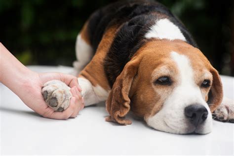 Verme Em Cachorro Principais Sintomas Saiba Como Tratar