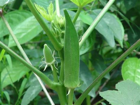 Is Okra Fruit Or Vegetable Surprising Garden Facts Garden Bagan