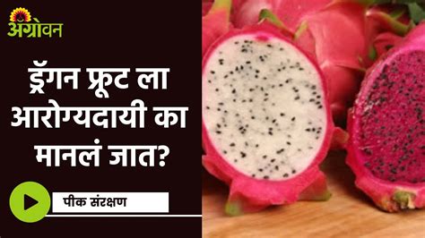 Dragon Fruit ड्रॅगन फ्रुट चे आरोग्यासाठी फायदे काय आहेत ॲग्रोवन Youtube