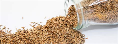 Cumin Seeds Health Benefits Uses And Important Facts Potsandpans India