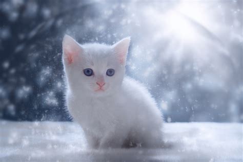 Download Snow Kitten Baby Animal Animal Cat Hd Wallpaper