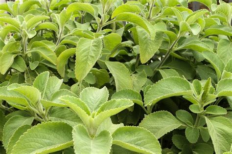 Santo remédio veja técnicas para cultivar boldo em casa