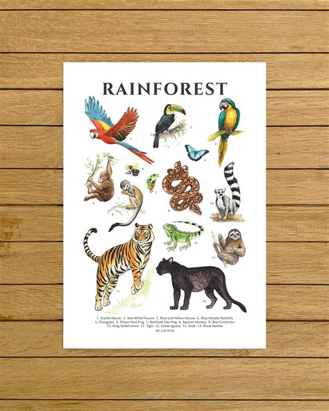 Rainforest Animals Poster