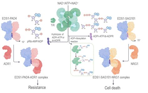 生命学院柴继杰课题组与合作者在《科学》杂志背靠背发表研究长文发现植物新型抗病信使并揭示其作用机制 清华大学生命科学学院