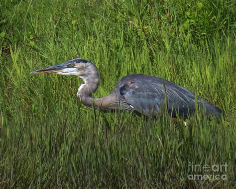 Blue Heron Photograph By Christy Garavetto Fine Art America