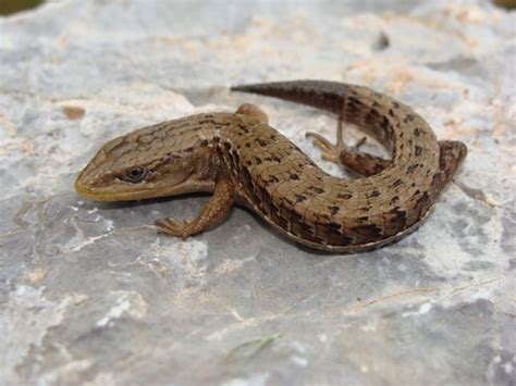 Subfamilia Gerrhonotinae Naturalista Mexico