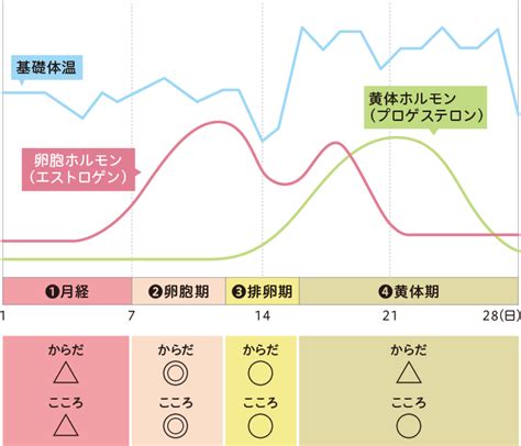 初潮とスポーツの関係、生理周期を知ろう 初潮・生理 ソフィはじめてからだナビ