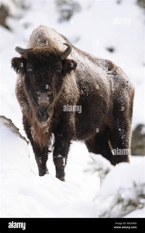 Bison Bonasus Hi Res Stock Photography And Images Alamy