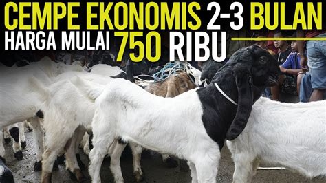 Harga Ekonomis Cempe Kambing Pe Usia Bulan Di Pasar