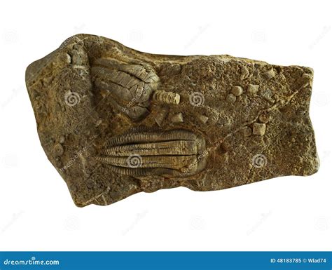 Ancient Animals Fossils On The White Background Stock Image - Image of ...