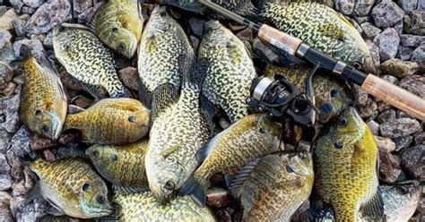 Fall Fishing For Crappie: 10 Tips You Need To Know