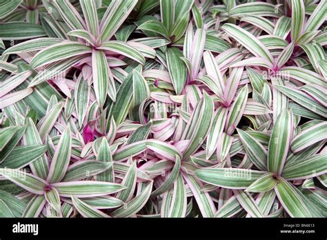 Tradescantia Spathacea Stripe Me Pink Stock Photo Alamy