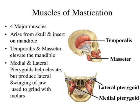 PPT Chapter 11 The Muscular System PowerPoint Presentation ID 58812