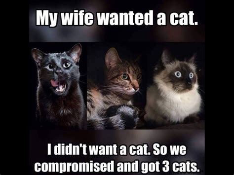 My Wife Wanted A Cat Funny Animal Memes Cute Funny Animals Funny