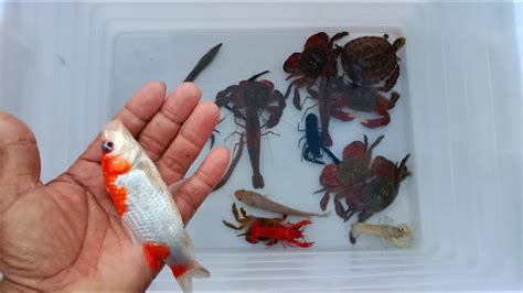 Berburu Udang Kepiting Ikan Hias Ikan Lele Udang Warna Warni Sidat Ikan