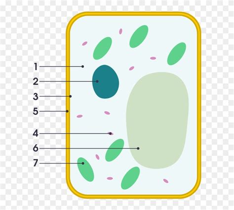 Simple Diagram Of Plant Cell - Simple Diagram Of Plant Cell - Free ...