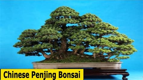 Amazing Image Of Chinese Penjing Bonsai Trees Hungbonsai123 Youtube