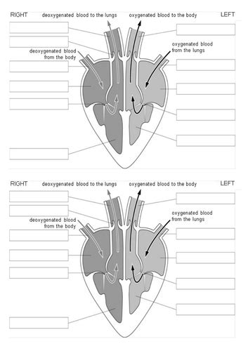 New Aqa 9 1 Biology B4 The Heart Teaching Resources