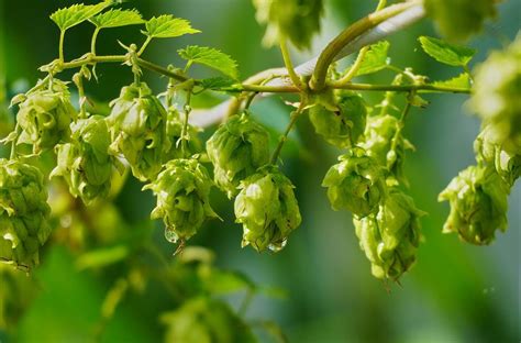 Hop Beer Brew Free Photo On Pixabay Pixabay