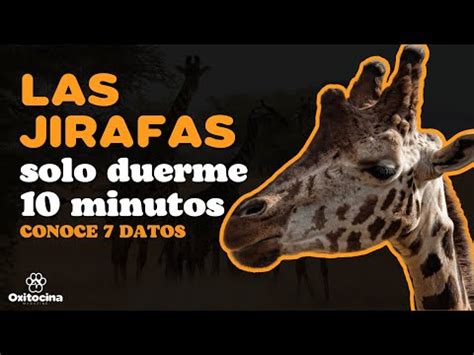 7 CURIOSIDADES SOBRE LAS JIRAFAS YouTube