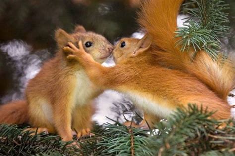 Animais realmente têm sentimentos