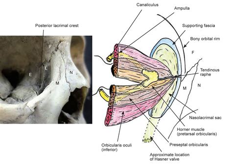 Eye Duct Anatomy