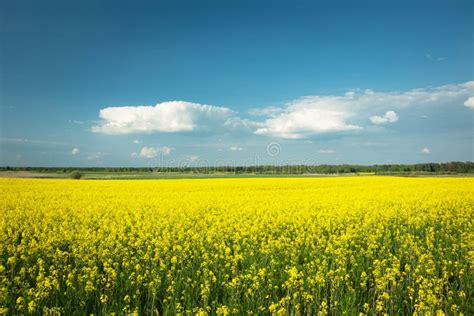 Huge Field Of Yellow Canola White Clouds On The Blue Sky Stock Image