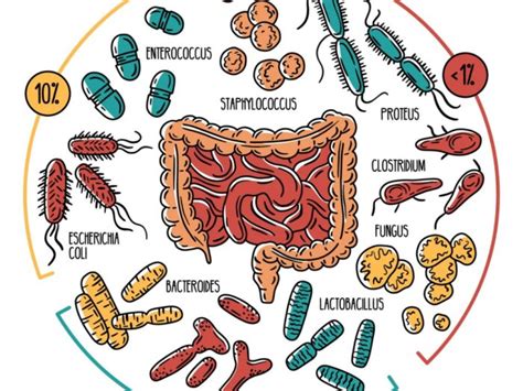 Microbiota Intestinale Un Aiuto Al Sistema Immunitario