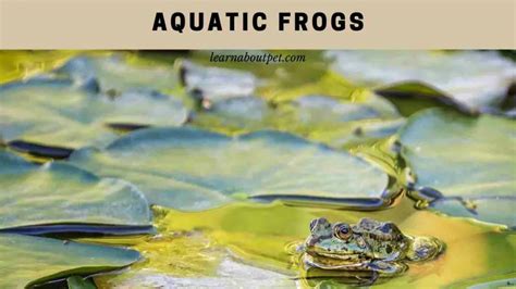 Aquatic Frogs And Fully Aquatic Frogs : (15 Interesting Facts) - 2022