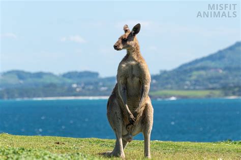 Where Do Kangaroos Live? The Natural Habitat Of Kangaroos