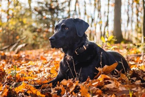 265+ Black Lab Names - My Dog's Name